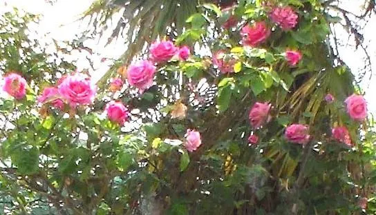 Διαμέρισμα Riviera West Durres Tirana Sea Side