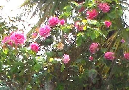 公寓 Riviera West Durres Tirana Sea Side